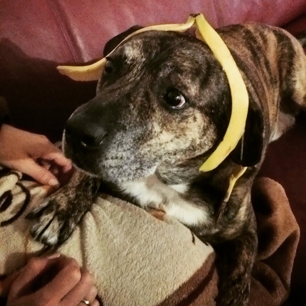 Freiheitlicher tweet media