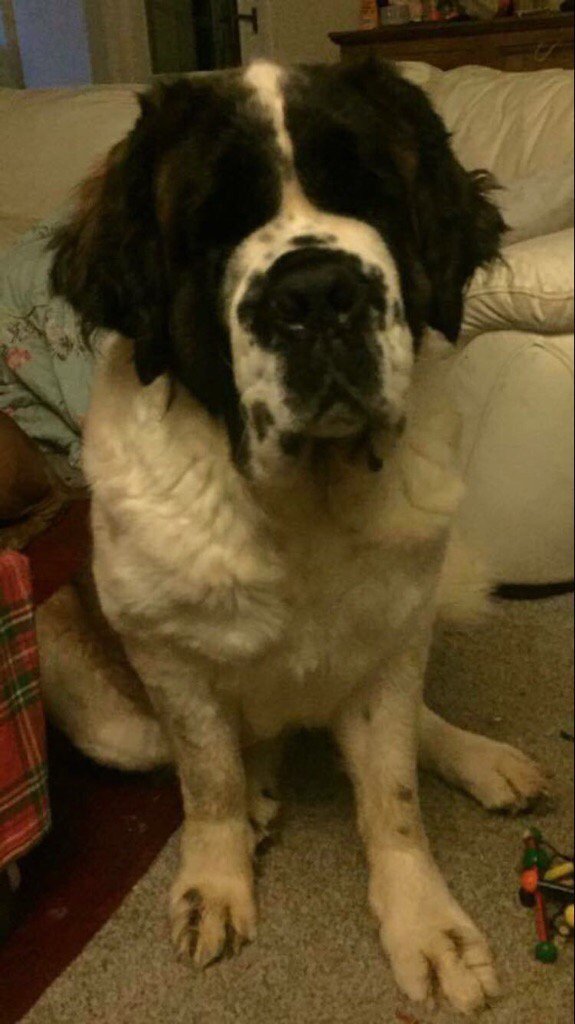 LancRuralPolice's tweet photo. A bull mastif and St Bernard have been stolen during a burglary in the Cockerham area overnight 25 - 26 November.  Crime WB1711183 refers. https://t.co/QIvx56paKv