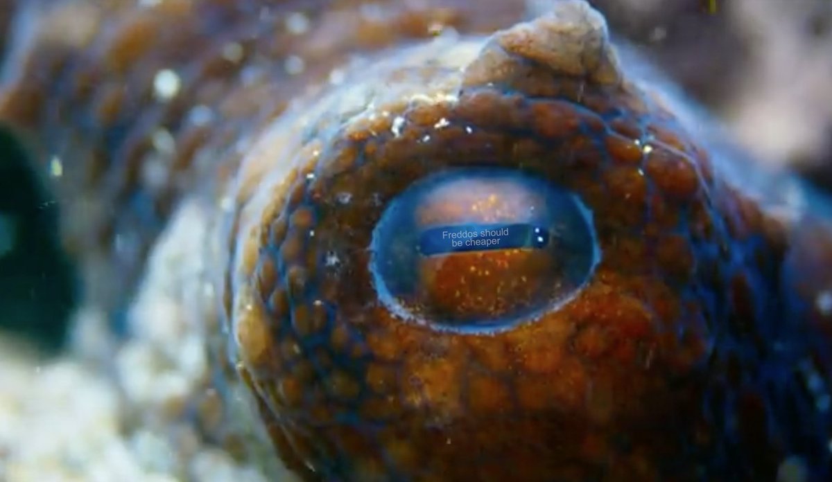 Joe On Twitter Woah If You Look Right Into This Octopus Eye