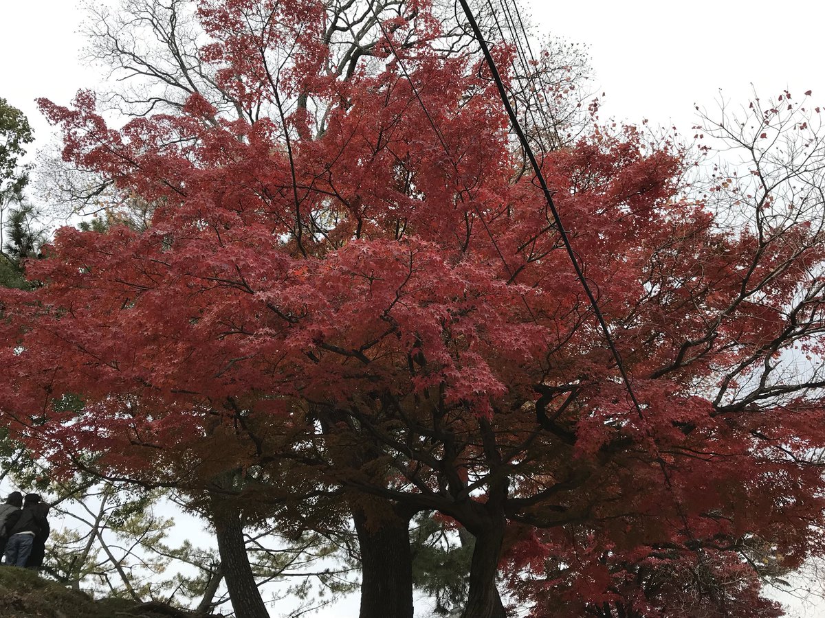 lkaymae's tweet photo. Oh Fall🍁 Fall in love this place❤️ #jaFUN #japaNICE #jaFAM  #lkj5ever https://t.co/tuXhzHsrix