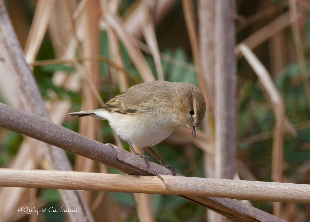 OcellsBCN's tweet photo. Fa dies que un mosquiter comú siberià (Phylloscopus collybita tristis) trobat per @CalvoValladares  roman a la bassa de les Pollancres al #Remolar #DeltadelLlobregat Sorprén com varia el color del plomatge en funció de la llum #birds #ocells @RarebirdsCat https://t.co/HFaMK7LKHR