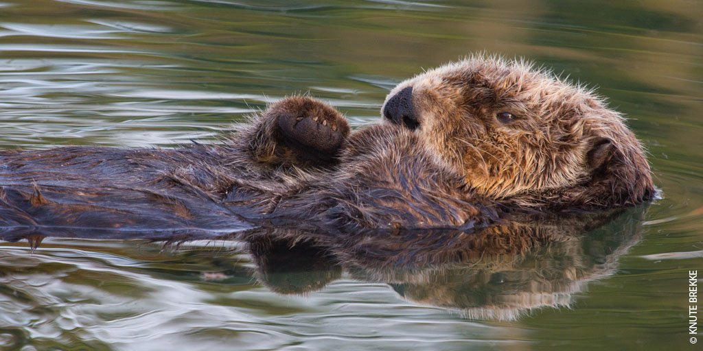 wwf_uk's tweet photo. #DYK if otters get a lot of oil on their fur they can freeze to death due to a loss of insulation or poison themselves as they lick the oil from their fur. We must protect our oceans #BluePlanet2 https://t.co/UQ4G6qWZ2N