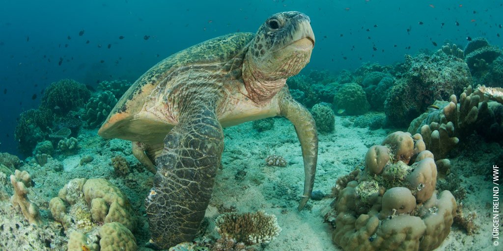 Turtles eat plastic &amp; other non-biodegradable waste. This gets stuck in their digestive system and causes a slow death. RT to spread awareness about plastic pollution in our oceans #BluePlanet2
