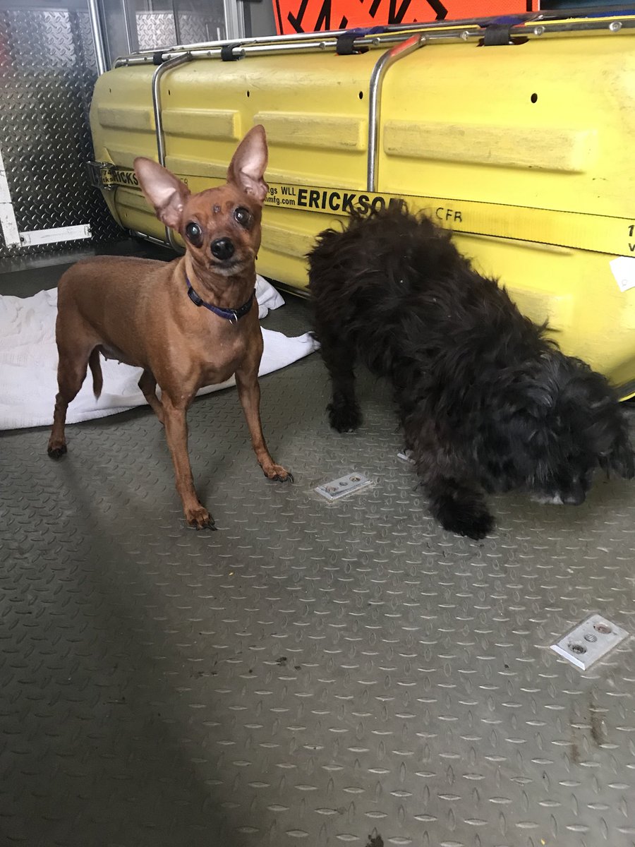 Sometimes we get to help out more than the human types