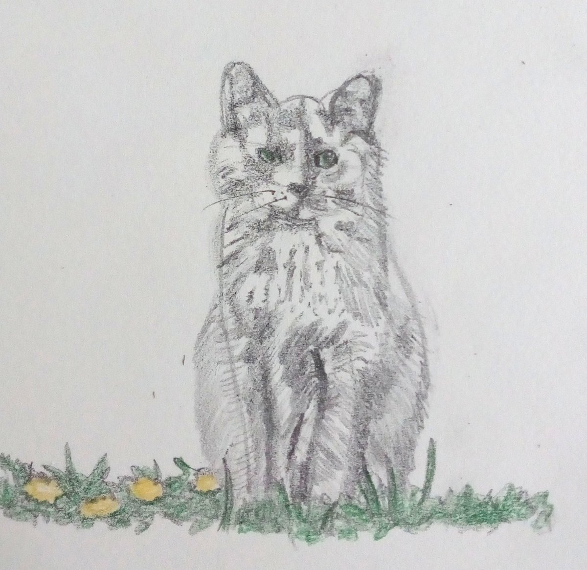 SPillus's tweet photo. Moggie in the dandelions ~ 🌼🌼🌼💛💚
#cat #cats #kitty #pets #animals #weloveanimals #animallovers #animals #sketching #sketches #sketch #sketchbook #draw
#friskies #meowmix #whiskas #IAMSDifference #tortie #moggie https://t.co/zXX6iSs2HQ