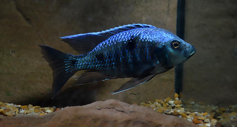 aquassius's tweet photo. #ACAStatement on #WildCollection of #AquariumFish 
https://t.co/kMvW9TtKYN https://t.co/rqm1Vkznul