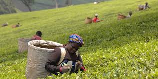 doreenkomuhangi's tweet photo. Africa's top TEA producing countries by share ☕️  

Kenya:  60% 🇰🇪 
Uganda:  8% 🇺🇬 
Burundi:  7% 🇧🇮 
Malawi:  6%
Tanzania:  5%
Mozambique: 4%
Zimbabwe: 3% 🇿🇼 
Rwanda: 3%
Ethiopia: 1%
Cameroon: 1%
DRC: 0.4%
South Africa: 0.3% 🇿🇦
Others: 0.3%

@FAOstatistics @nbstv https://t.co/OSH2I2XIdx