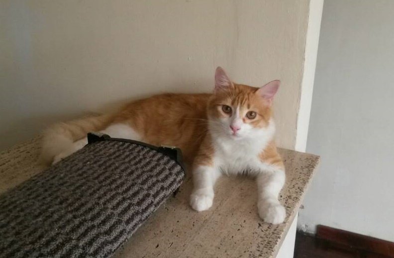 SalvandoPatitas's tweet image. Ayúdanos con Micky con comida o adoptando.Nuestro querido Micky busca  hogar otra vez. 8 meses castrado. Fue adoptado de 3 meses pero su  adoptante se fue del país .Adopta un gatito 4142575569  En CCS