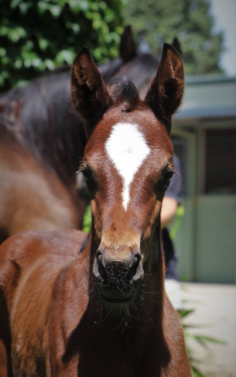 SwettenhamStud's tweet photo. Pictured is the classy Toronado filly from Americain black Type mare Lickety Lemon 💚💙 https://t.co/MqijAR1oxO