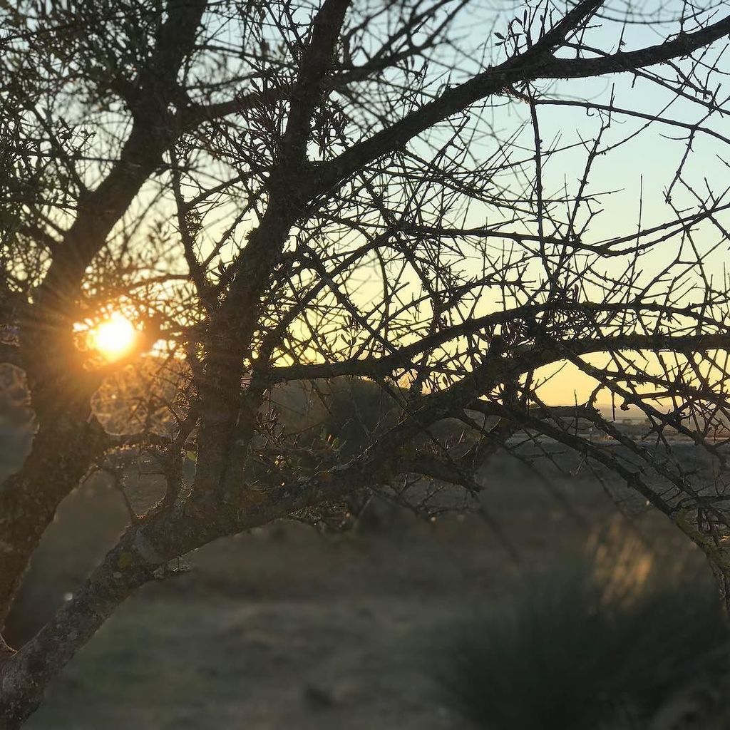 TravelSpain1_'s tweet photo. #spanishsunset #travelspain #tree #tree_magic #treesunset #nofilter https://t.co/urhwZVfJAn https://t.co/dsjfPlRuM7