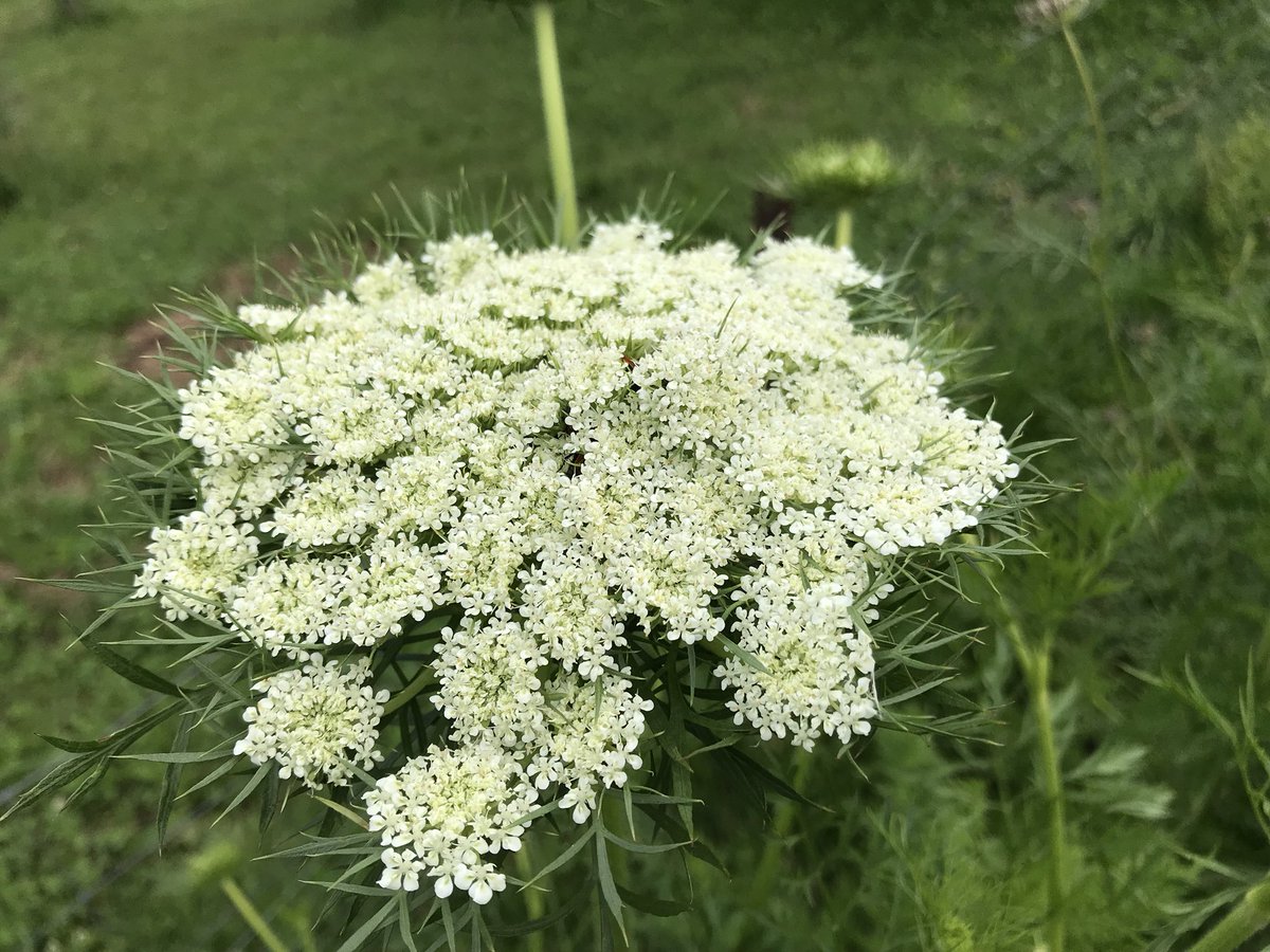 GregBourke3's tweet photo. Umbel-ievable! The beautiful flowers of the carrot family (Apiaceae) are often characterised by their aromatic foliage and their floral structures which are often umbelliform cymes #LearnBotany #Apiaceae #flowers #nature #organicfood #growyourown https://t.co/wnU7VGGxFW