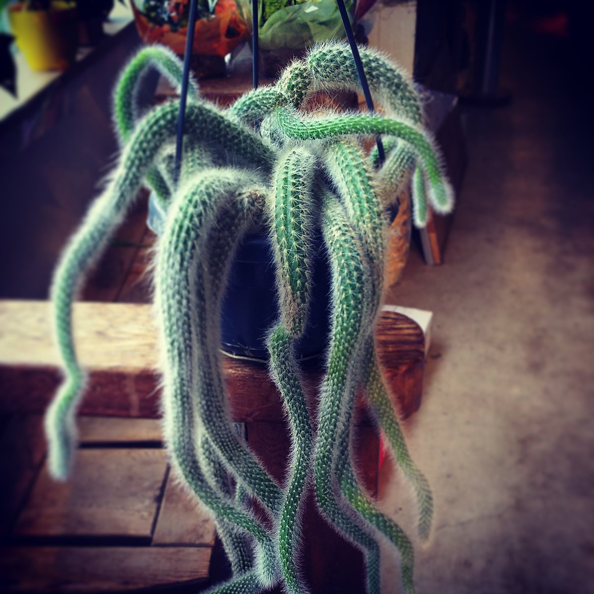 ট ইট র ヒモサボテン হ য শট য গ