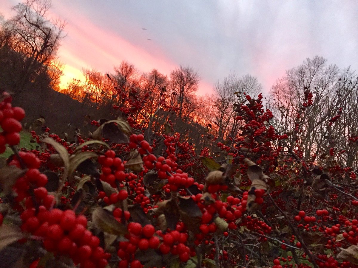 _CindyManning_'s tweet photo. The #sunsets in November can be spectacular #winterberry #NovemberBlessing https://t.co/tPvS9QTNUS