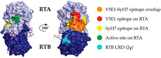Toxins_MDPI's tweet photo. #Ricins Enzymatic (RTA) and Binding (RTB) #Subunits
https://t.co/dk4QlsyBC9 https://t.co/2al3rVSQLP