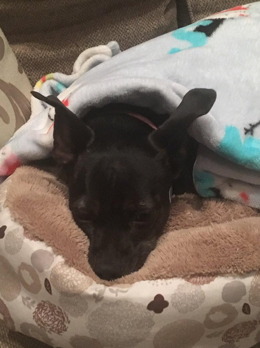 petsthatrule's tweet photo. @MelodiePariseau The end of the weekend and we are ready for Bed https://t.co/b0aIPzEBOk