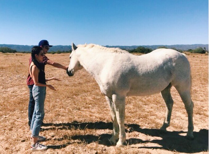 This is me petting a wild horse in Mexico I'm pretty sure I've peaked. I'm done. Bye. 🇲🇽 😭 https://t<a href="/tag/miami"class="tags"><span>#miami</span></a><a href="/tag/paris"class="tags"><span>#paris</span></a><a href="/tag/keywest"class="tags"><span>#keywest</span></a><a href="/tag/travelbloggers"class="tags"><span>#travelbloggers</span></a>
