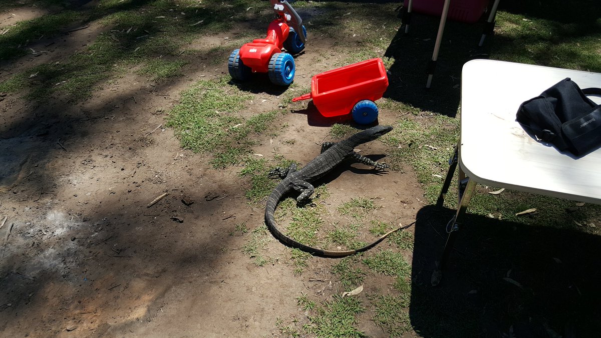 Mick_Callan's tweet photo. One of the friendly locals from our camping trip to the #Capertee Valley over the weekend. https://t.co/GfypiiMVho