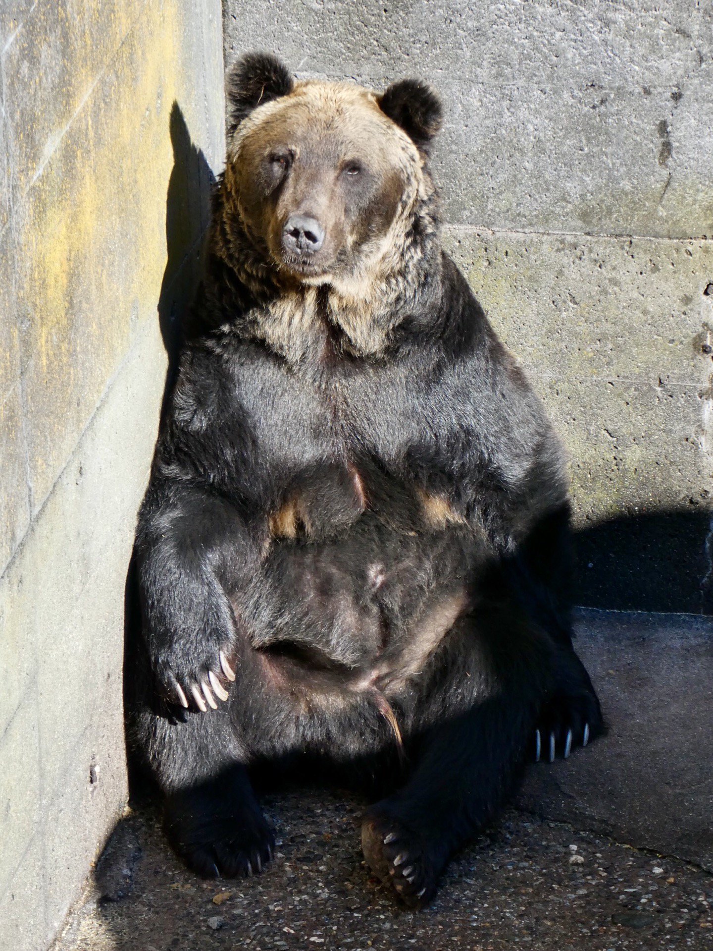 バカラ　クマのスキー CuddlyDominion | ギリギリ届くような、届かないような
