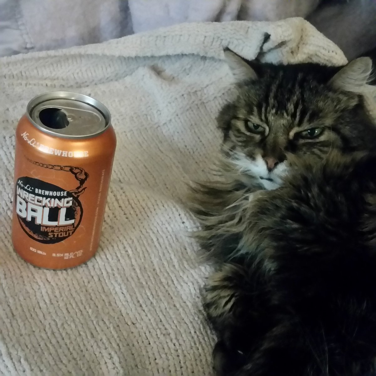 friday__foster's tweet photo. @CatsOnTap The look you get when you startle someone after one too many 9.5% Wrecking Balls from @NoLiBrewhouse #beercats #spokanestyle https://t.co/Eby2aEzdGP