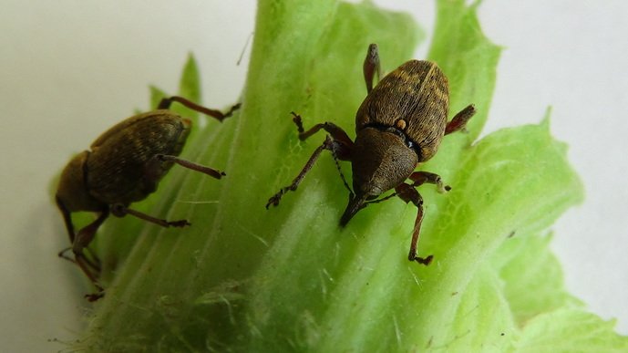 LRxword's tweet photo. Hey everyone, I have a couple of beetles available for hire.

I'm the lessor of two weevils.

#pun https://t.co/ZskKpmwVUF