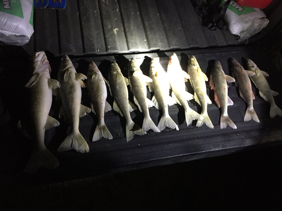 WaterandIceMN's tweet photo. Great weekend on Red Lake. 4 guys 4 limits! And some throw backs. Great to put fish in the ice again! #MNIceFishing #MNFishing #MNOutdoors #IceFishing #OutdoorLife https://t.co/QiB4XVsktl