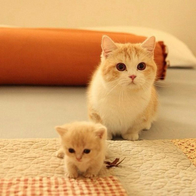 WhoIsJaye's tweet photo. Caption This :Aww Pictures – November 26, 2017#RT with #WhoIsJaye https://t.co/flFOEmhBYj