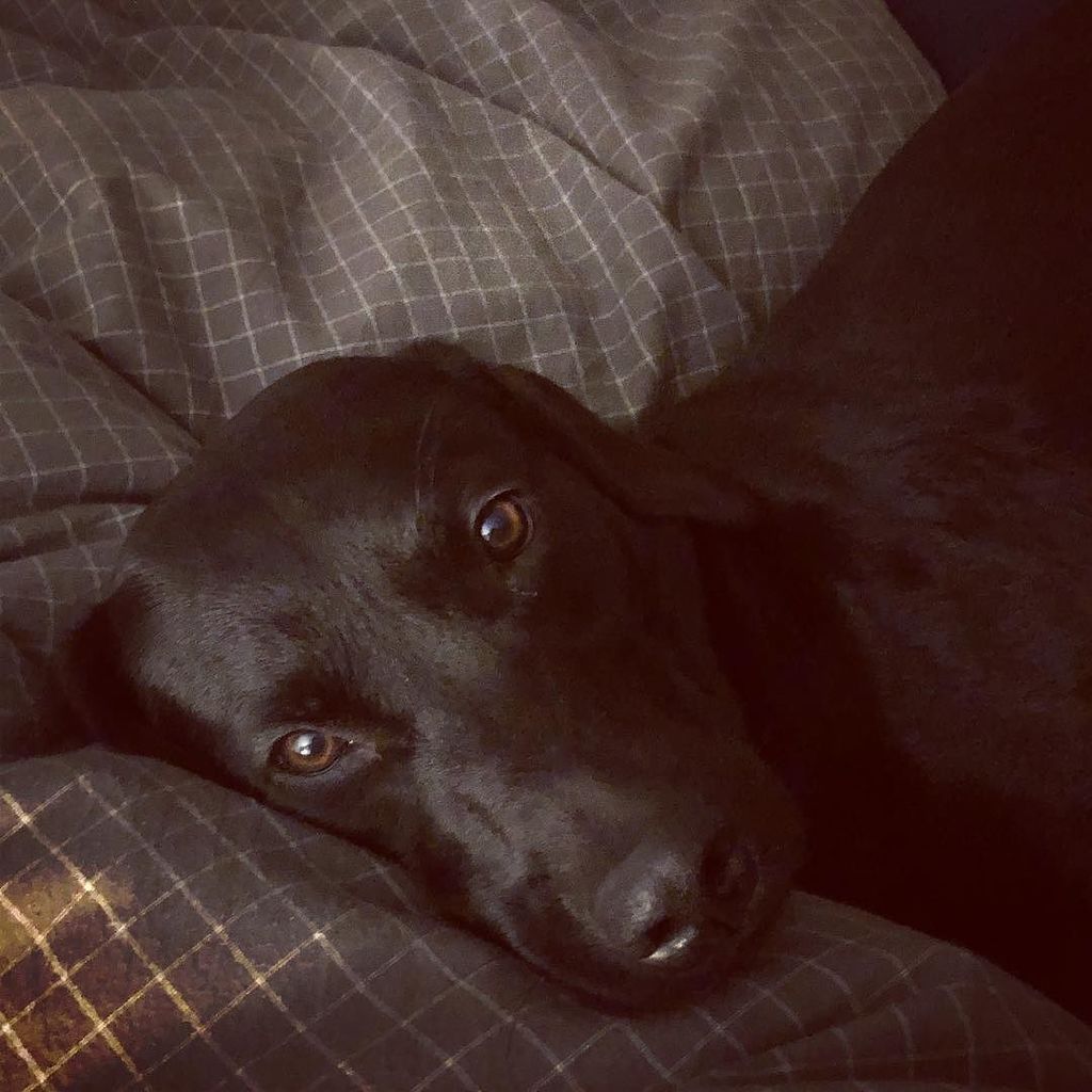 doonila's tweet photo. #goodnight my #friends 💤😴💤😴 I'm really tired and I'll go to #bed now! 
#labstagram #Labrador #retrieveroftheday #retriever #gundog #blackbeauty #blacklabrador #lab #puppy #labradorretriever #labradors #dogstagram #dogsofinstagram #laboftheweek #black… https://t.co/bKvXkMWkla https://t.co/rdT5l98zMA