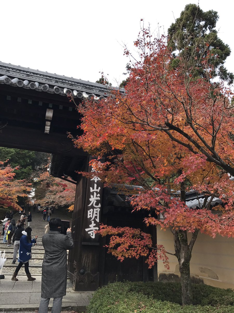 草苅尚代 横浜元町shall We Doll 京都府長岡京市の光明寺 紅葉が美しく お寺も立派で堪能いたしました ハイシーズンの紅葉の名所なのに 混雑もゆるめでストレスなく楽しめました 穴場なのかも 紅葉 京都 長岡京市 光明寺 もみじ参道
