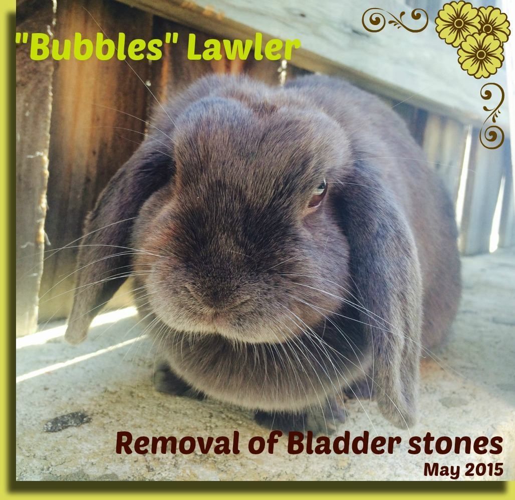 WAVetBillAssist's tweet photo. Past 2015 #PVBA case beautiful Bubbles had bladder stones removed thanks to selfless donors, just a few dollars goes toward helping a pet in pain! #donations #perth #perthpets #rabbits #petcare #animals #love #charity #nfp #fundraising #socialgood https://t.co/0PXJR63JeI