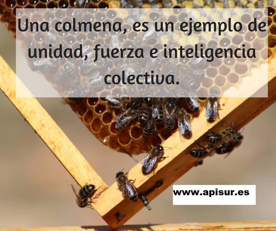 Apicola del sur (apisur) tweet media