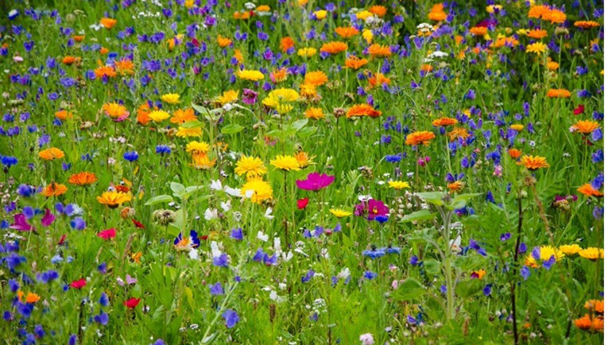 AngharadBeckett's tweet photo. Busy writing a lecture, came across this quote: "When a flower doesn't bloom you fix the environment in which it grows, not the flower." (Alexander den Heijer). Isn't that beautiful? So apt for #disability. https://t.co/NLsbF2rXsl