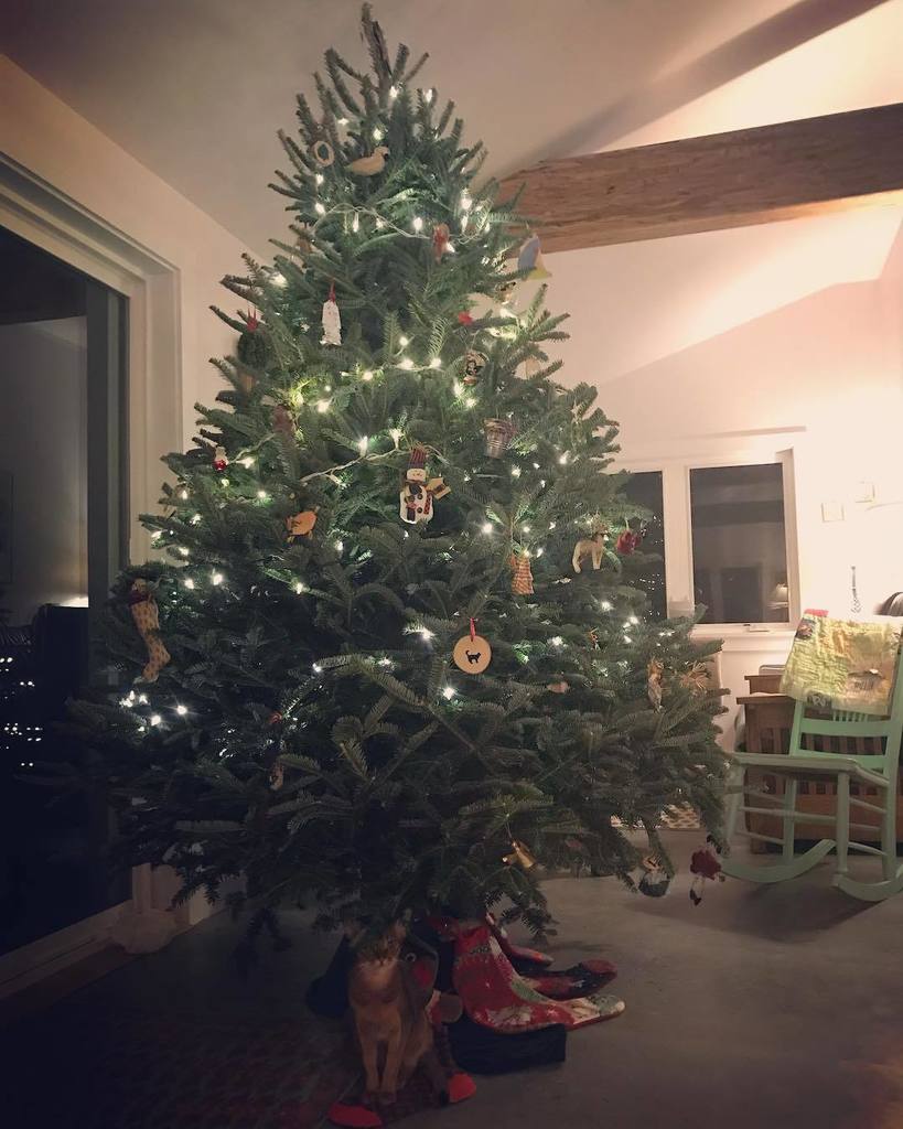 vt4cats's tweet photo. Merry Christmas! #merrychristmas #abyssiniansofinstagram #christmas2017 #catsofinstagram #catsofvermont #vt4cats #cattoydispenser https://t.co/8mcCqb2ajy https://t.co/vC4HjhvvOu