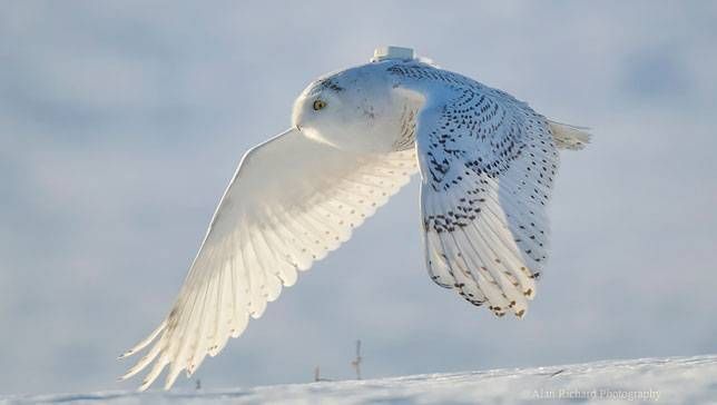 Gr8tfulnis's tweet photo. #ProjectSNOWstorm goals are to track, monitor and generate data from the #SnowyOwl population that has a sudden southward migration. The transmitters are light-weight and harmless Shown in Pics is: Capture, outfit, and one of GPS data maps! Fabulous #MagnificentOwls https://t.co/N3jvS8uezX