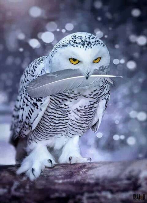 Gr8tfulnis's tweet photo. The #SnowyOwls never cease to amaze me. In these Pics, they look like #PerfectAngels with their wings. A species truly to behold. I ❤️these #Owls The last one tried 2 bring a white feather(giv'm credit) https://t.co/9NBDlh35Gs