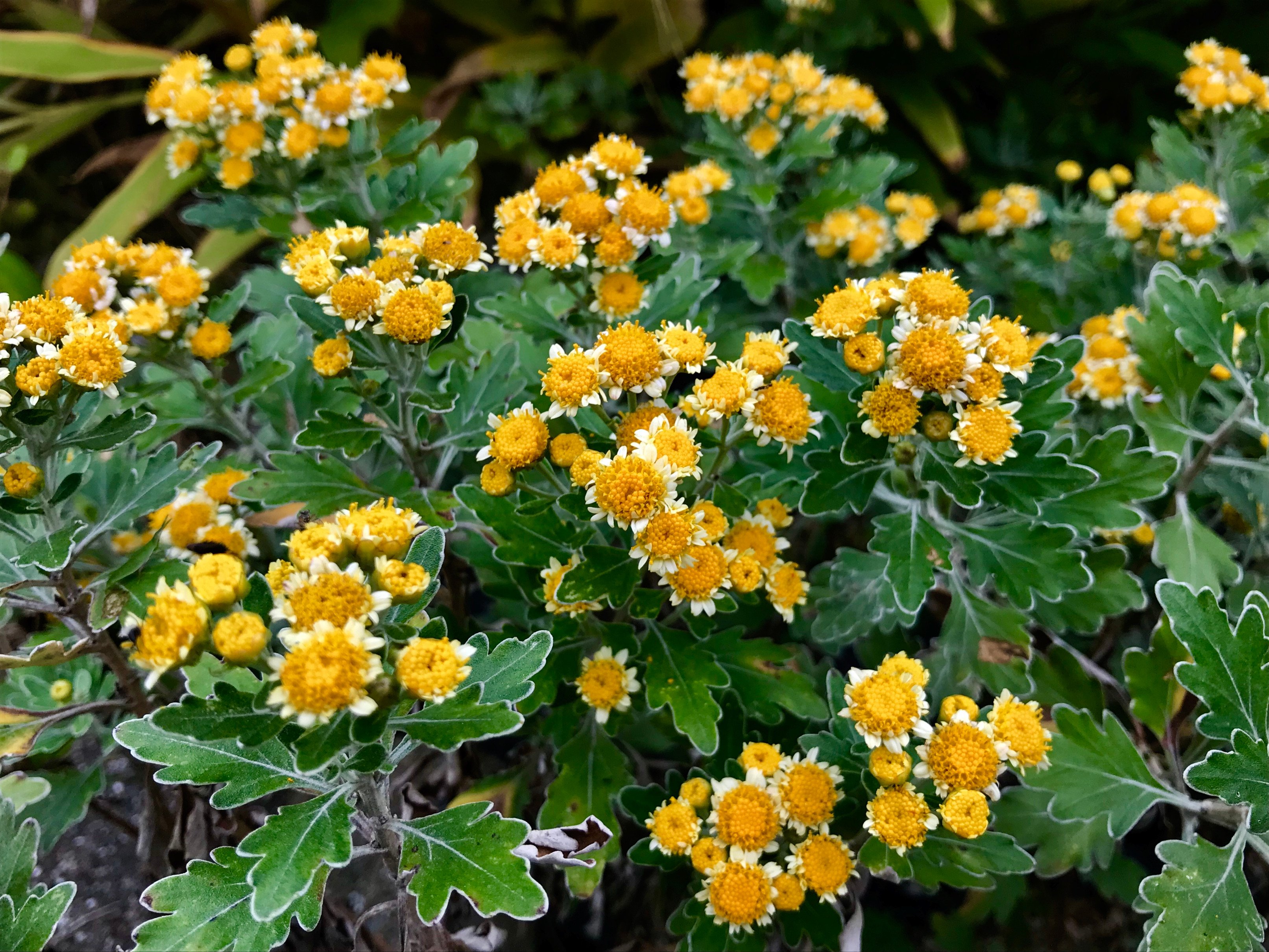 福岡大学 七隈花便り 116 イソギク 磯菊 Gold And Silver Chrysanthemum Ajania 名は海岸沿いに生えるため磯の菊ということから 黄色の小さい花がたくさん咲く 葉っぱのふちが白い 関東地方南部から東海地方 伊豆諸島に分布 福岡大学 T