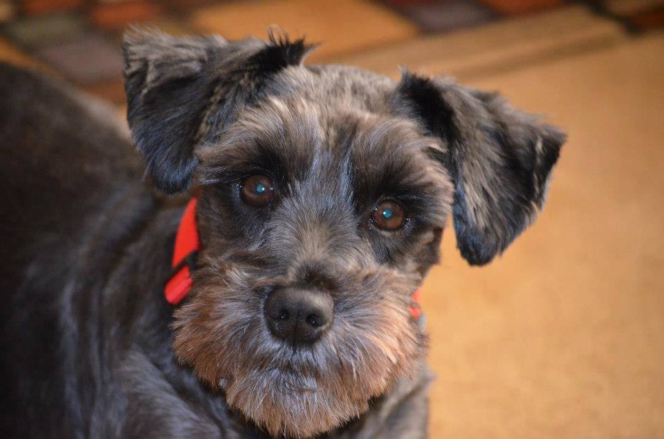 KriskoHale's tweet image. Meet Bella, our loving furbaby we adopted years ago! This #Pawlidayz weekend, @Zappos will be covering adoption costs at select shelters for approved adopters from 11/24-11/26! Find your shelter info zps.to/mdgVtJj  &amp;amp; bring home love! #ZapposForPets, #Zappos  #Ad