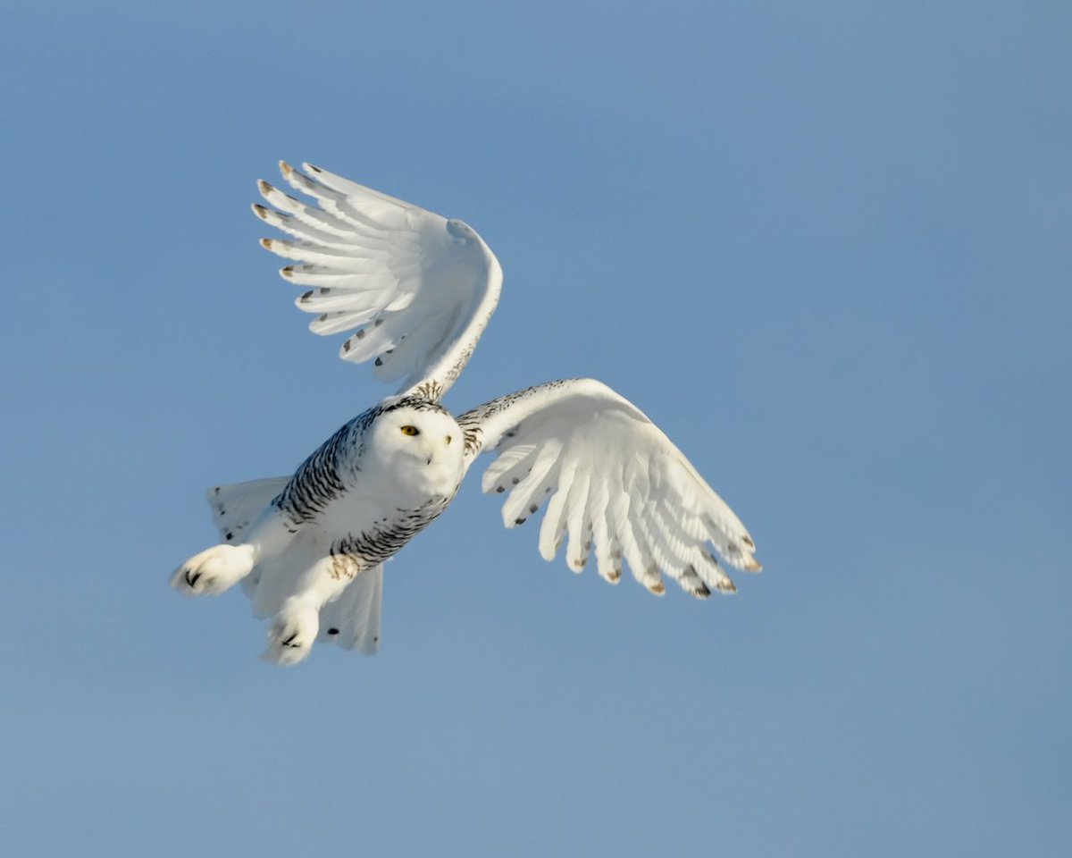 Gr8tfulnis's tweet photo. The #SnowyOwls never cease to amaze me. In these Pics, they look like #PerfectAngels with their wings. A species truly to behold. I ❤️these #Owls The last one tried 2 bring a white feather(giv'm credit) https://t.co/9NBDlh35Gs