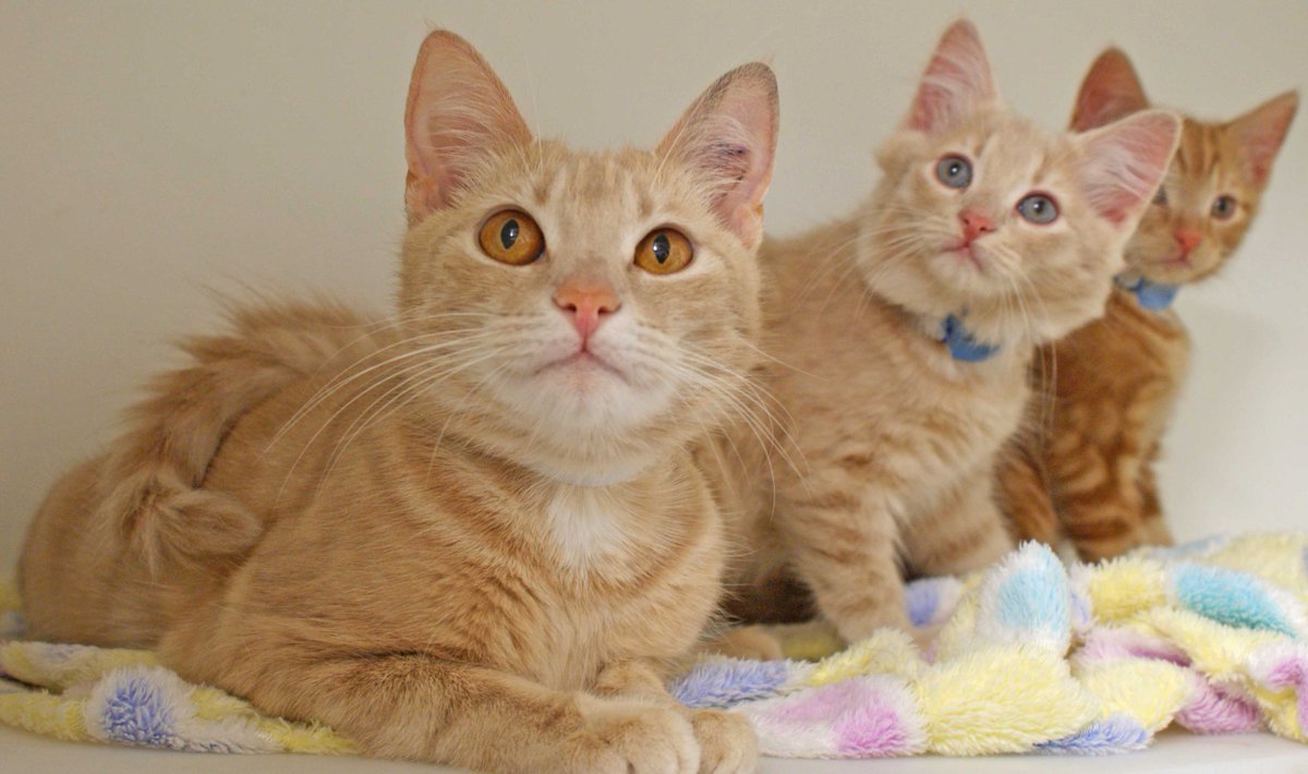 Cat Protection VIC tweet media