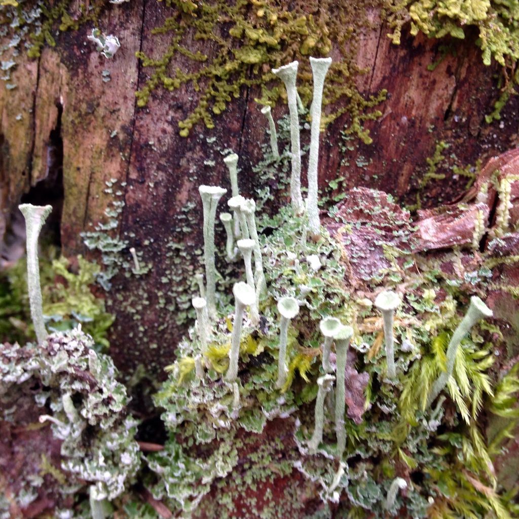 HappyPlaceGang's tweet photo. GREY CUP -No, not Stamps or Argos, I'm liken' a different grey cup. It may look weird, but this is just cup lichen growing with moss on a tree stump. DYK lichen is a symbiotic combination of a green algae &amp; fungus.
#moss #cuplichen #greycup #fungus #algae #imlichenthegreycup
-BDG https://t.co/tIYroOwjRz