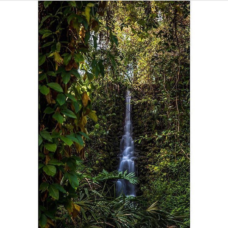 floridaexplored's tweet photo. Photo by @traceinghamphotography with a rare sighting at rainbow springs 🌈 Join us in exploring Florida by tagging your finds to #Floridaexplored
.
.
.
#exploreflorida #naturefl #floridabound #flstateparks #floridawild #floridasunshine #naturelovers #fun_in_florida #staysalt… https://t.co/JJk9SOwEpa