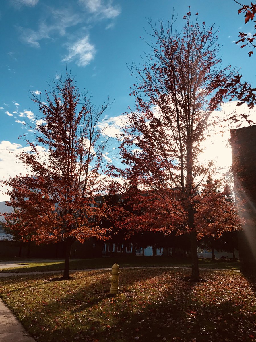 sanju_devil's tweet photo. And all at once, summer collapsed to fall. 
#fallcolors #trees #bluesky #cloud #red #leaves #sunkissed #winteriscoming #photoshoot #travelblogger #travelphotography #November #NaturePhotography #Quotes #NatureisAmazing https://t.co/hNMpaI5Mzh