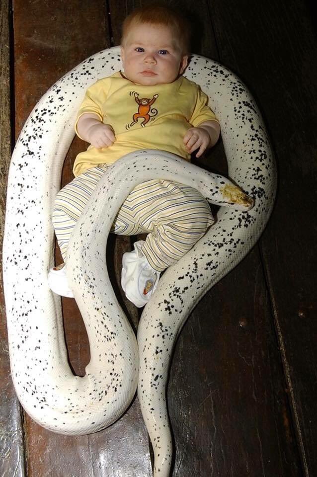 Australia Zoo No Twitter Can You Believe That Robert Is Almost 14 Years Old Here He Is Growing Up With Jenny The Burmese Python Join Us Dec 1st For A Huge Celebration