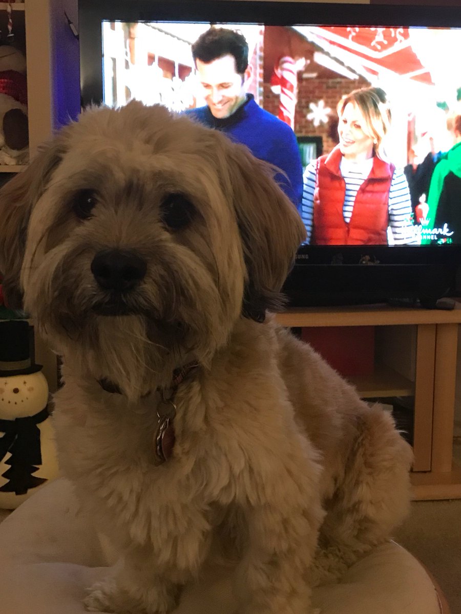 znnej's tweet photo. Cookie the dog is loving happy the dog in #SwitchedForChristmas! https://t.co/cGwpOT5L2x