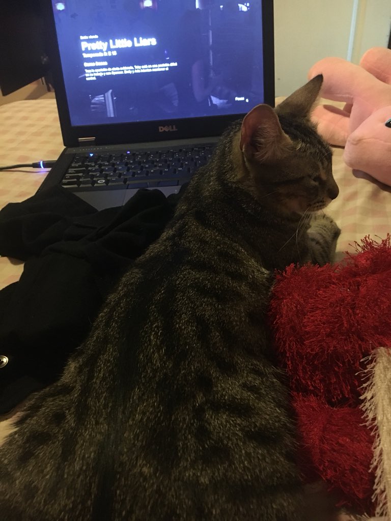 ChocopanUP's tweet photo. @holapancoe Es muuuy compañera 🐱❤️ https://t.co/2IQS3mtuoT