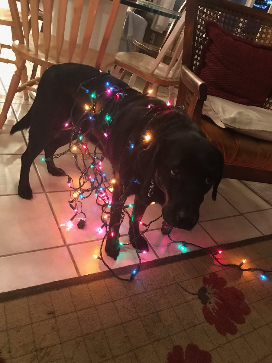 Brookemw_'s tweet photo. 🎄🎄they’re ready https://t.co/2bnlHiNUWJ