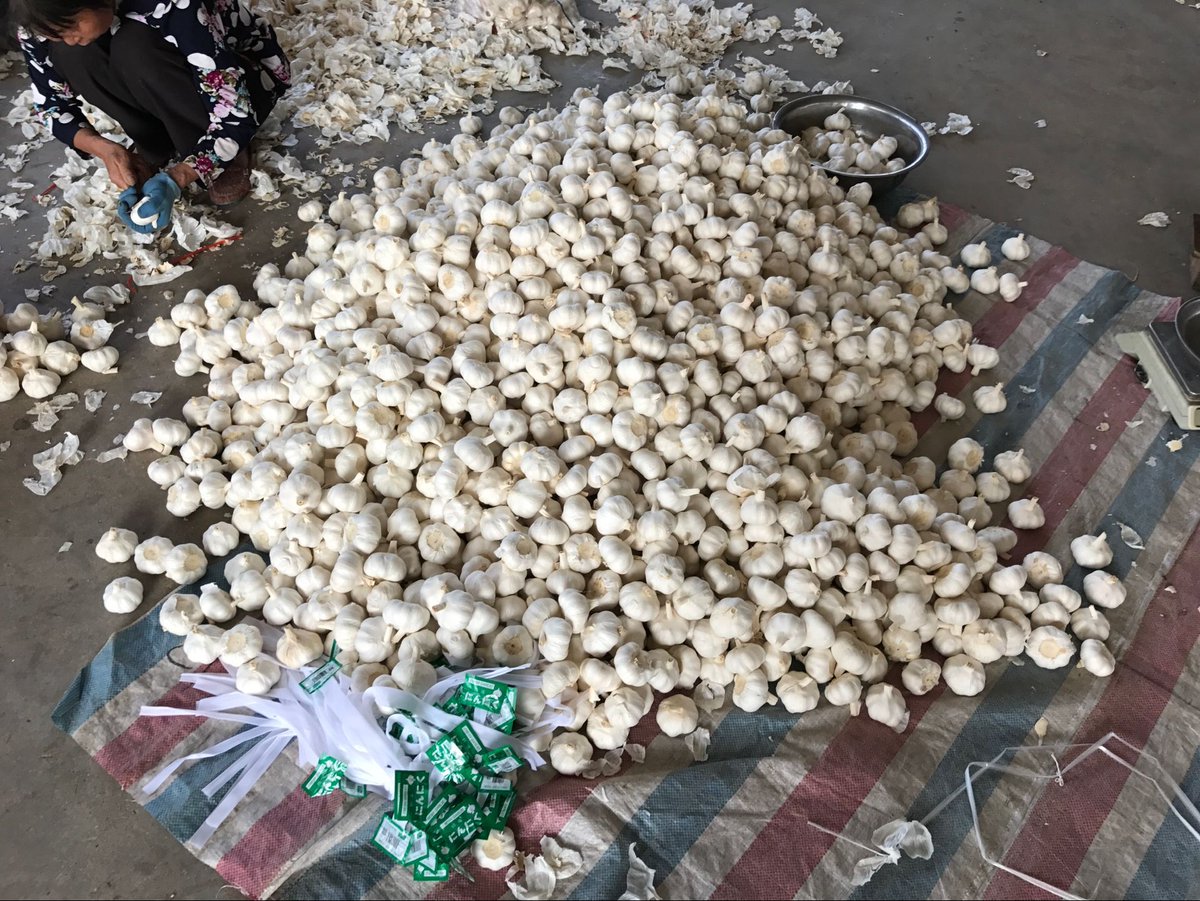 nancyyyjiang's tweet photo. Hi! I supply Garlic in large quantities at very beautiful prices from China.
My my email address is khristinee.jiang@gmail.com telephone number is +86 18911831865😍🤗thanks #supplier #health #catering #wholesale #garlic #farmtotable #usegarlic #Organic #trading #garlicmarket https://t.co/zwaOF6mCO6