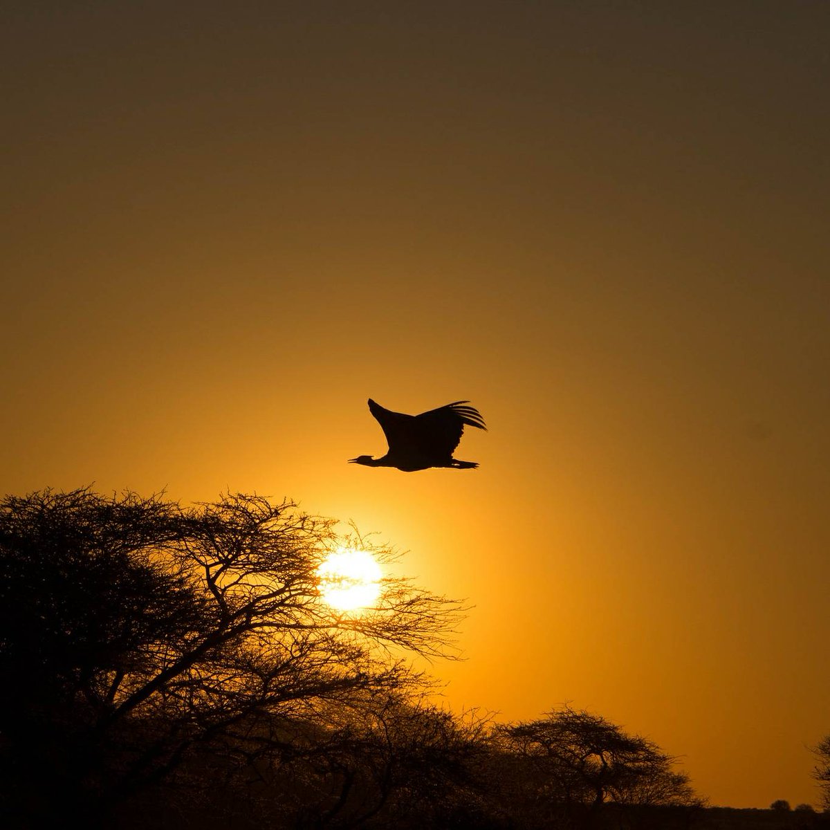 A Nxai Pan sunset for #SafariSunday. The bird is the national bird of Botswana - the Kori bustard. It is the largest flying bird native to Africa.

#botswana #safarisundat #nxaipan