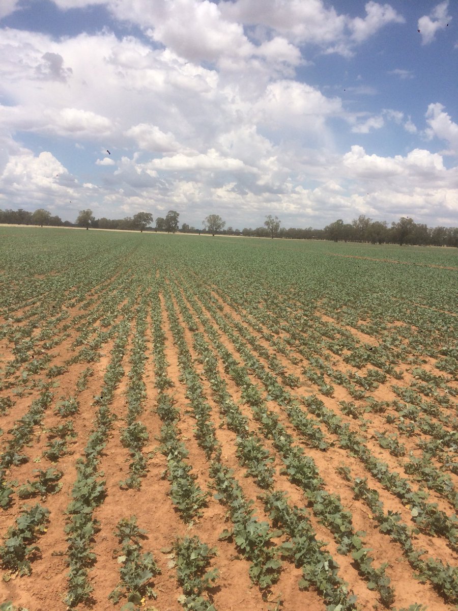 hainsy86's tweet photo. Grazing crops already up and going for 2018. #PAC970 close to first graze #irrigatingischeating #grain&amp;graze https://t.co/f90RO3Cyu1