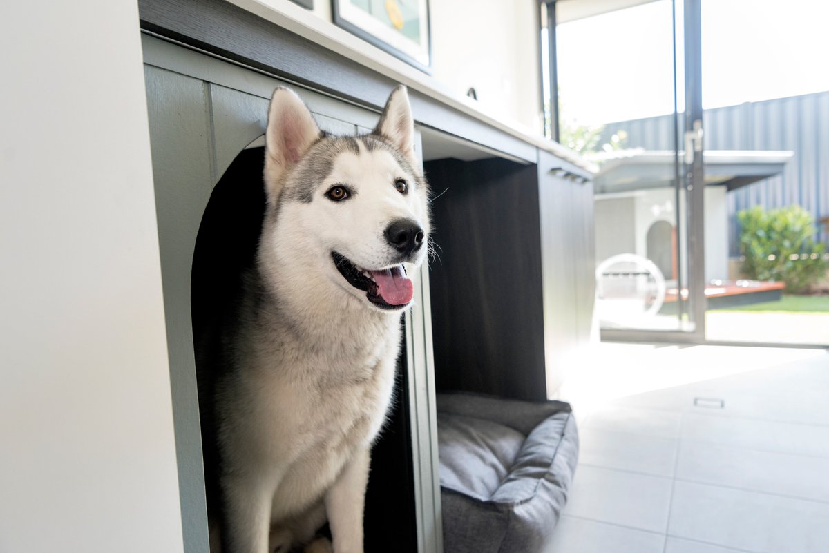 DaleAlcockHomes's tweet photo. Did you catch our Bottega I display home in New Homes over the weekend? 🐶
If not, you can read the full article here: https://t.co/67wrdpbUMo https://t.co/iHn6dmSiM6
