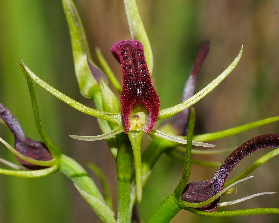 It is live and digital! For the first time the 'Flora of Australia' is online at the Atlas of Living Australia ausflora.org.au <a href="/atlaslivingaust/">Atlas of Living Aust</a> and available to all.   

Image: Cryptostylis leptochila – Image by Reiner Richter